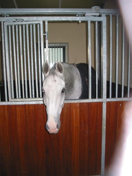 Stalinrichting Paarden